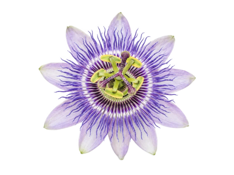 Representative passionflower illustration on a transparent background