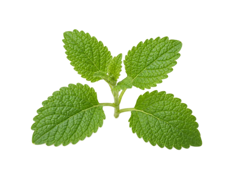 Representative lemon balm illustration on a transparent background
